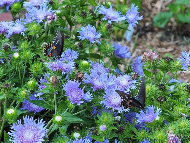 Stokesia laevis