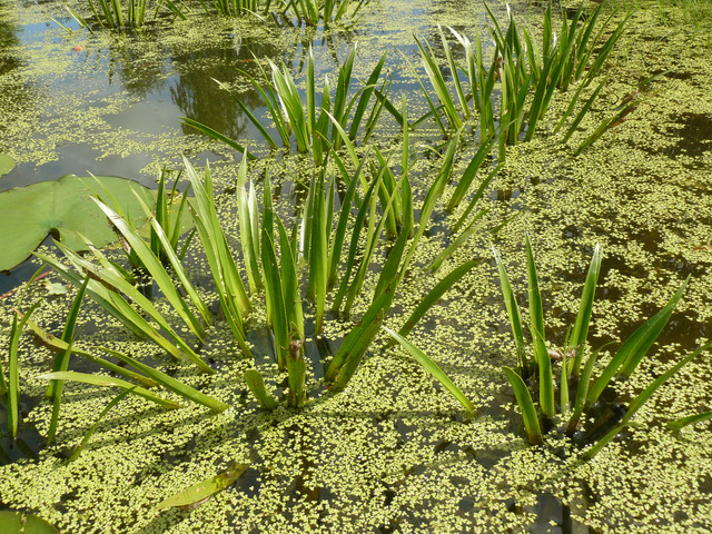 Aloès d'eau, Stratiotes aloides