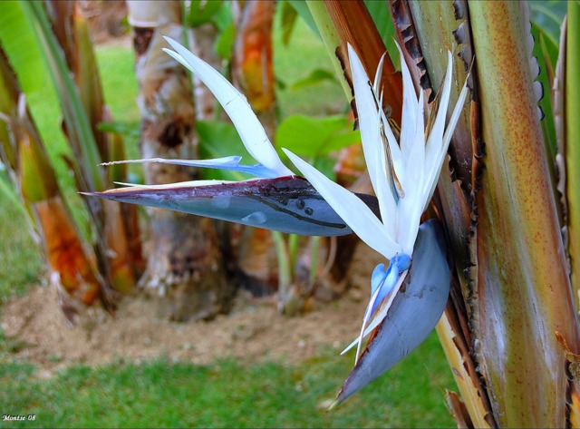 Strelitzia nicolai