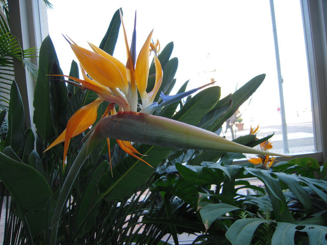 Strelitzia (oiseau de paradis)