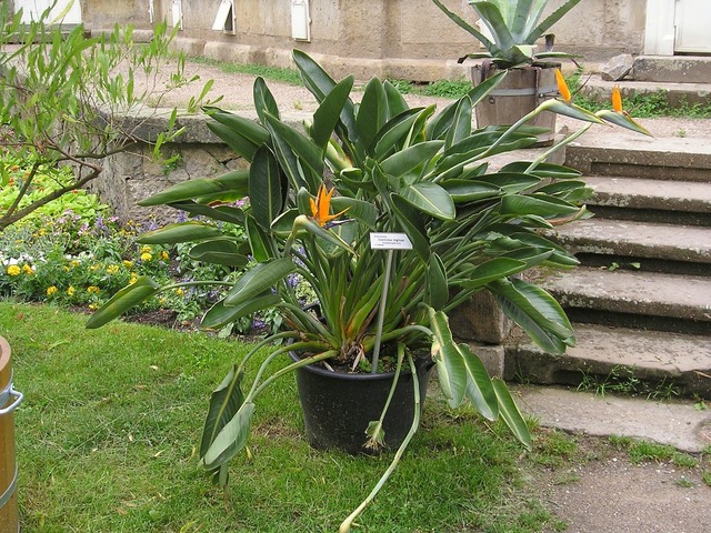 Strelitzia en bac, en extérieur