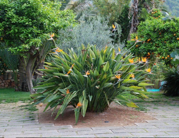 Strelitzia reginae en pleine terre