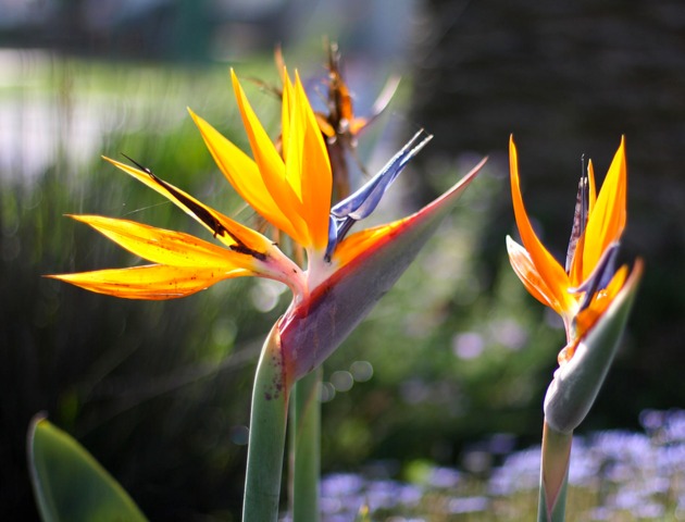 Strelitzia, Oiseau de Paradis