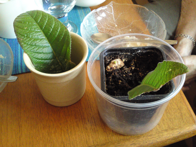 Boutures de feuilles de streptocarpus