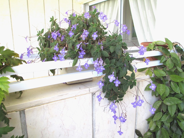 Streptocarpus saxorum sur un balcon