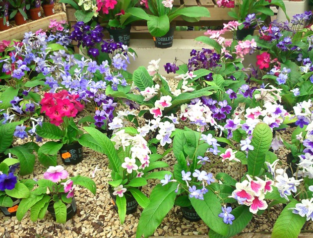 Différentes variétés de streptocarpus