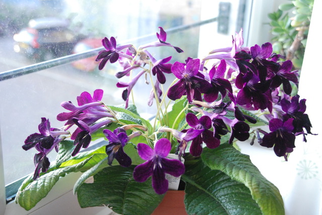 Streptocarpus devant une fenêtre