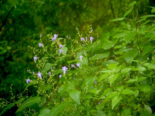 Strobilanthes atropurpureus