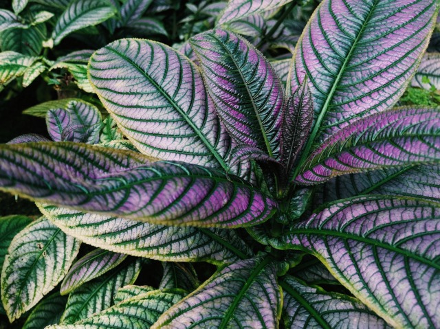 Strobilanthes dyerianus