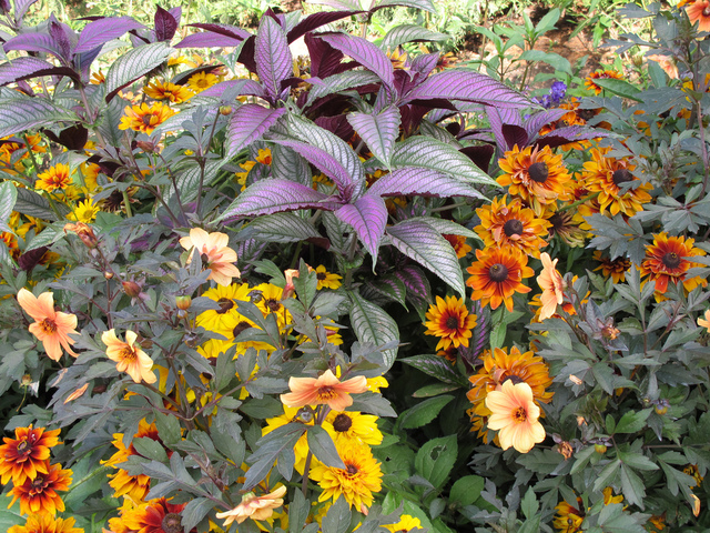 Dahlia et Strobilanthes dyerianus dans un massif