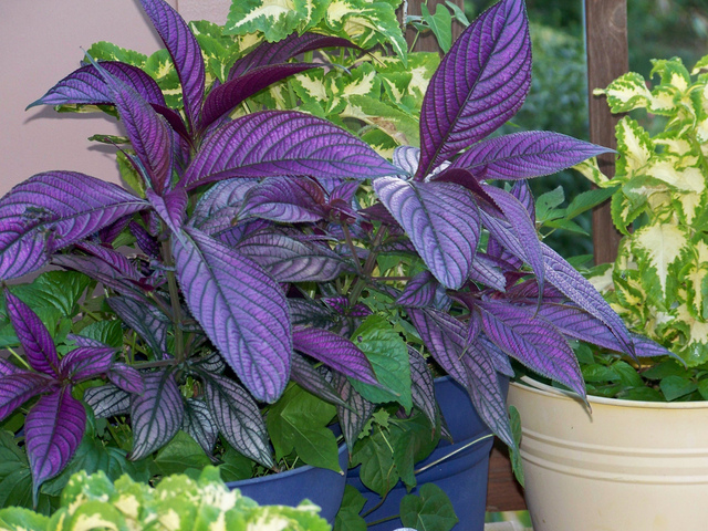 Strobilanthes mis en valeur par des pots colorés