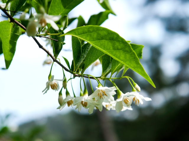 Styrax japonica