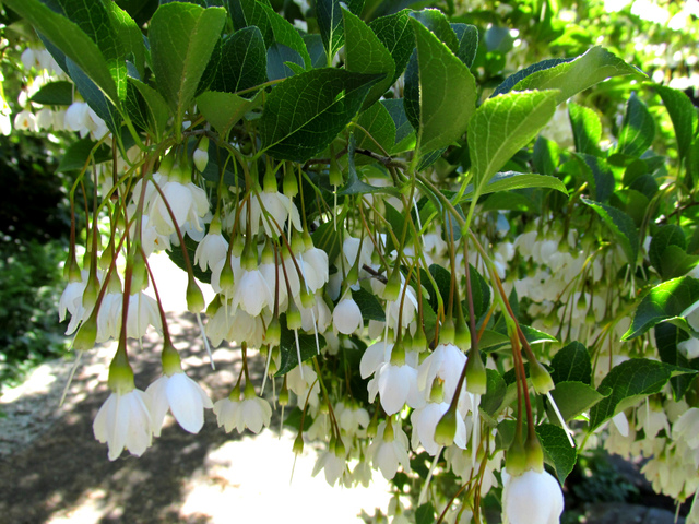 Styrax japonica en fleurs