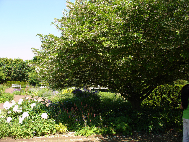 Styrax japonica