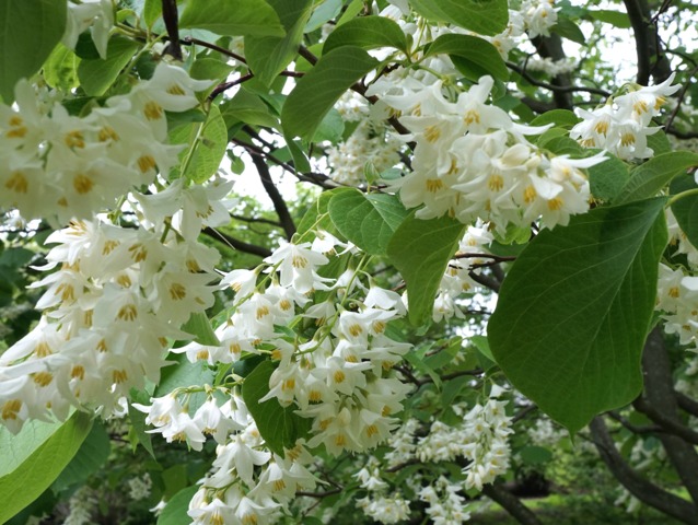 Styrax obassia