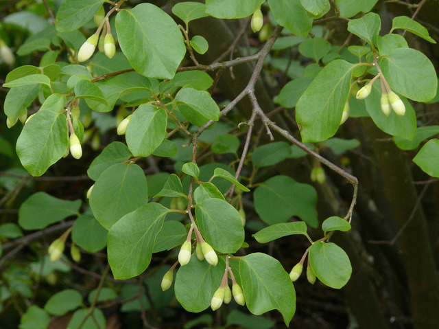 Styrax officinalis en début de floraison