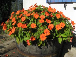 Sunpatiens : une floraison ininterrompue de mai jusqu'aux gelées