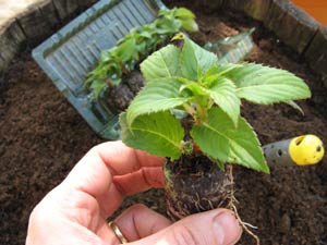 Jeune plant de Sunpatiens