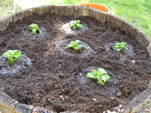 Plantation de sunpatiens dans une vasque