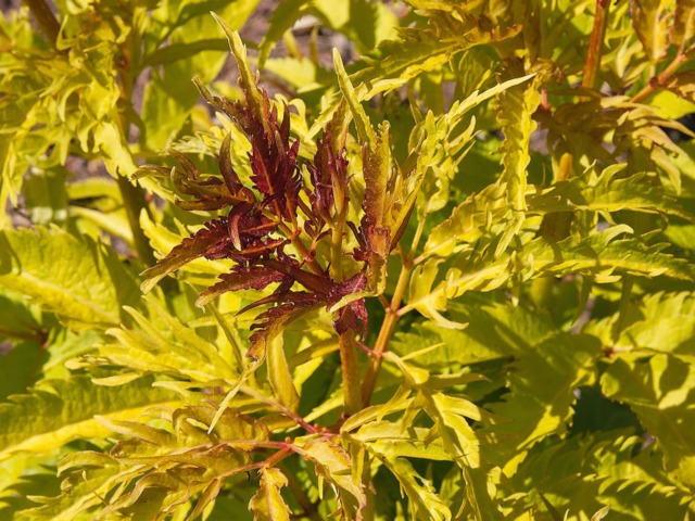 Sambucus racemosa 'plumosa aurea'