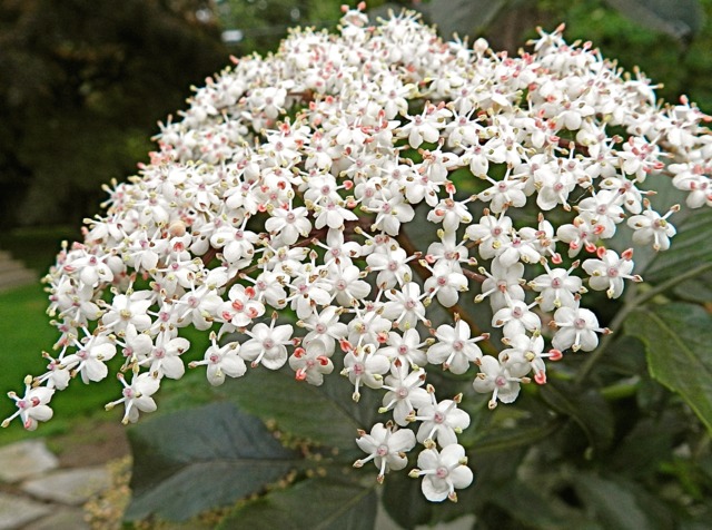 Sureau noir : corymbe de fleurs