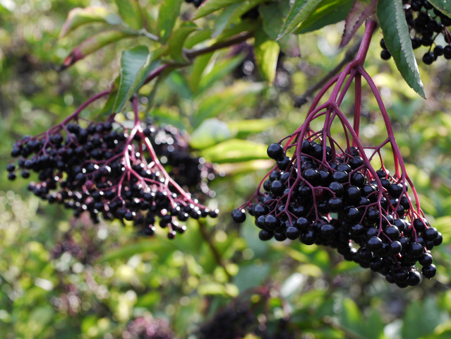 Sureau noir - Sambucus nigra