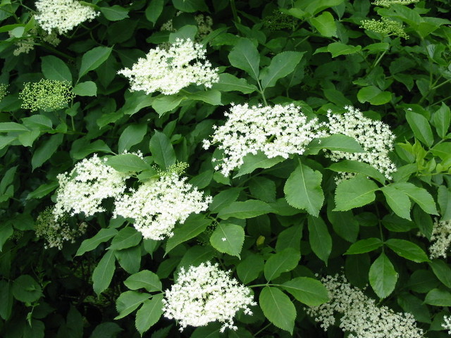 Sureau noir, Sambucus nigra