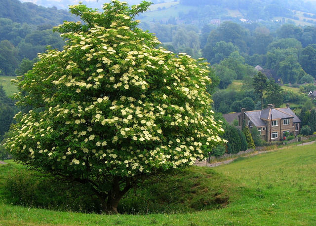 Grand sureau noir en fleurs