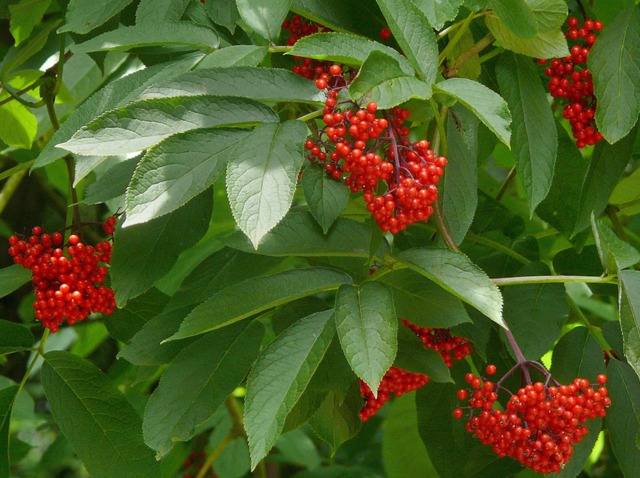 Sambucus racemosa, baies - Sureau à grappes