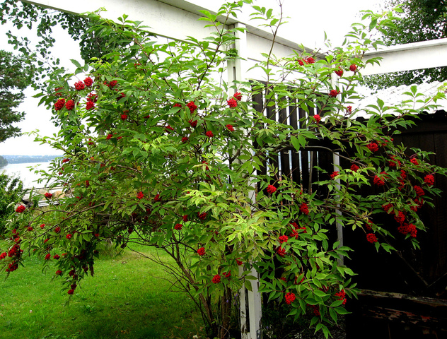 Sureau à grappes, sambucus racemosa