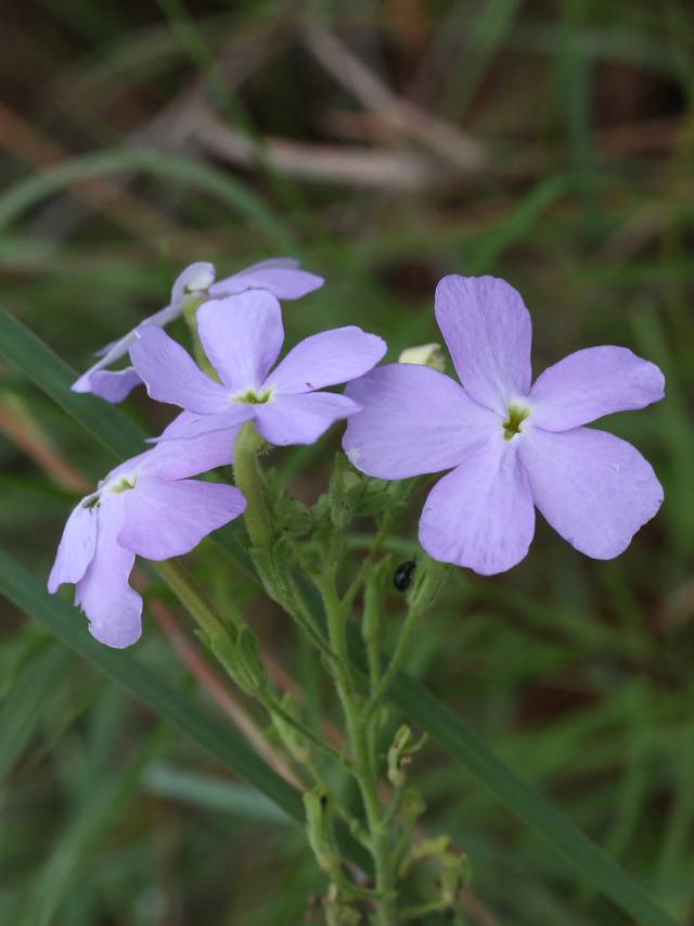 Sutera grandiflora à fleurs mauves