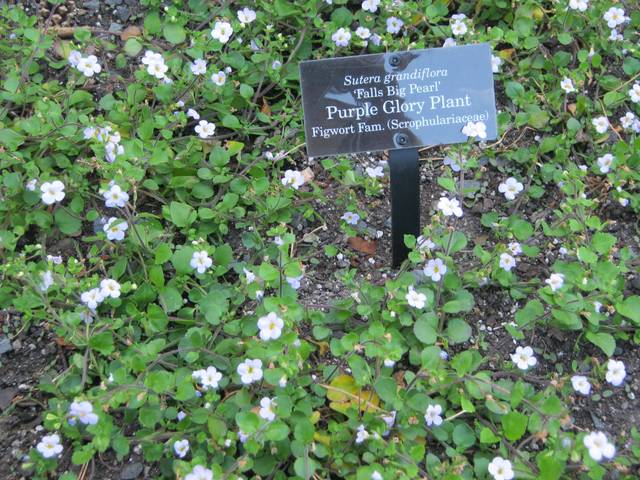 Sutera grandiflora, bacopa à grandes fleurs