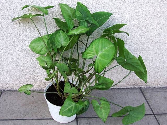 Syngonium podophyllum 'Emerald Green'