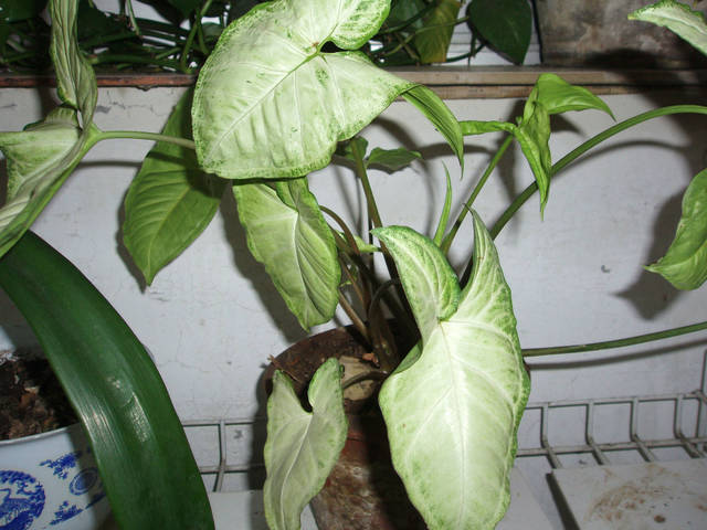 Syngonium podophyllum 'White Butterfly'