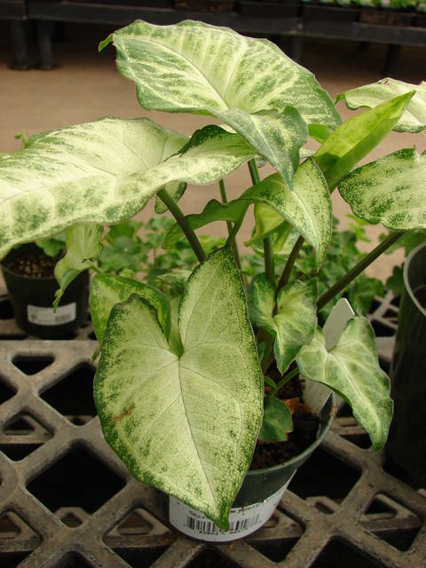 Syngonium podophyllum