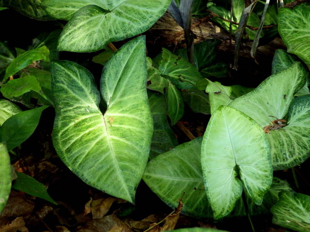 Syngonium dans son milieu naturel