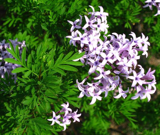 Syringa x laciniata : feuilles et fleurs