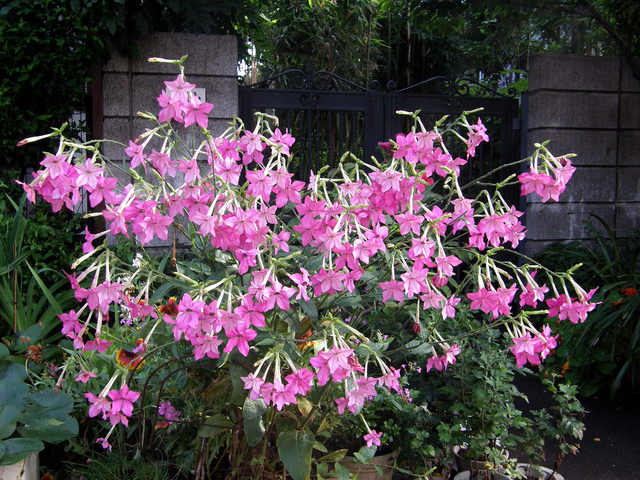 Tabac d'ornement Nicotiana 'Sensation'