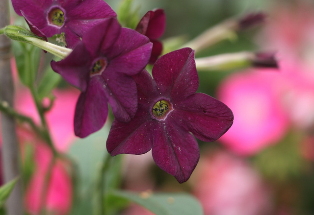 Tabac d'ornement à fleurs pourpres