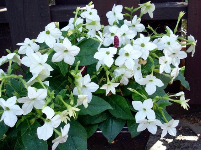 Tabac d'ornement - Nicotiana 'Saratoga White'