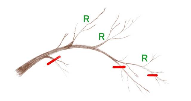 Taille de rajeunissement : bois vieux ou mort supprimé; vert : Renouvellement