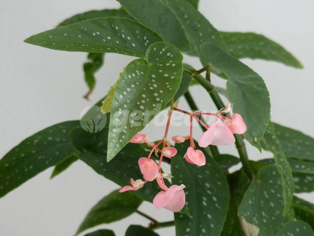 Délicate floraison du Tamaya