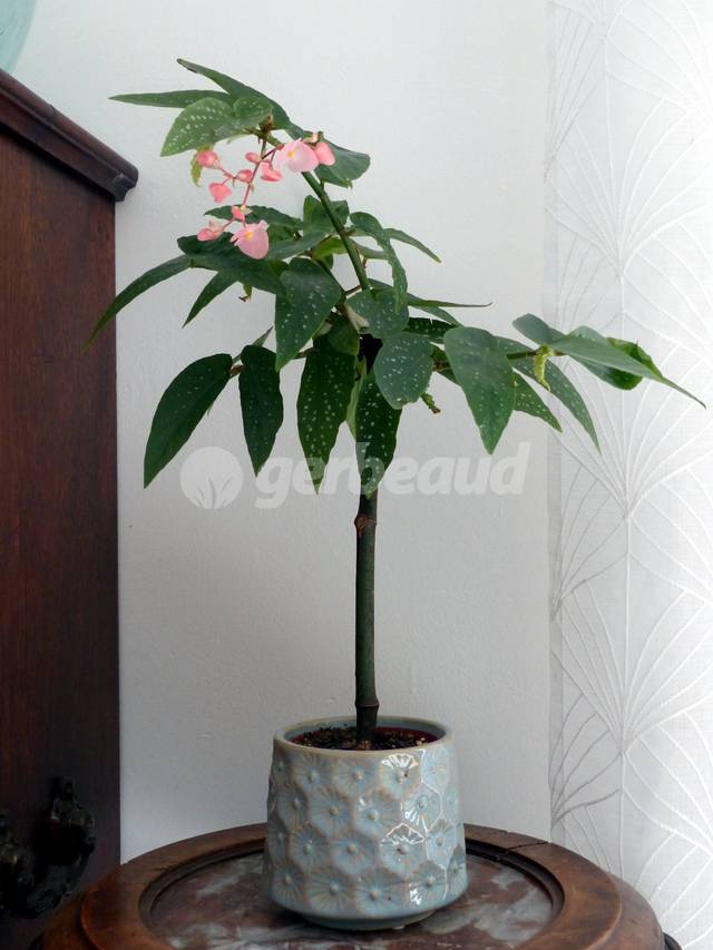 Tamaya (begonia maculata)
