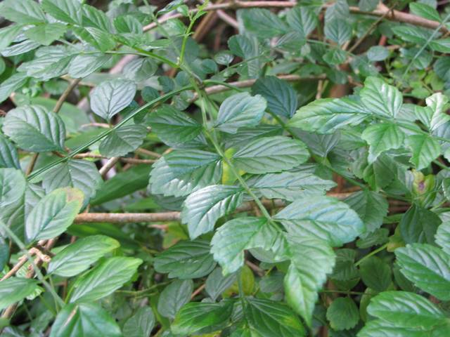 Tecoma capensis : feuilles