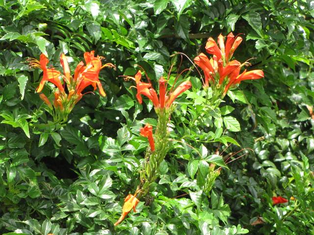 Tecoma capensis : fleurs