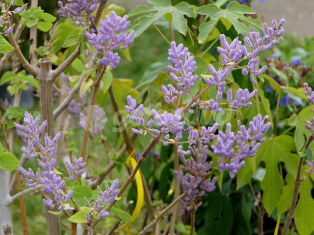 Tetradenia riparia