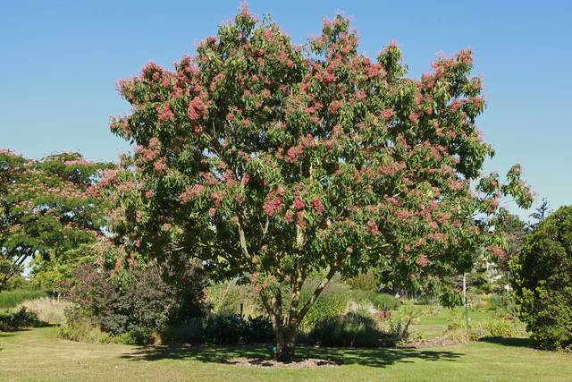 Euodia (Tetradium) danielii ou Arbre à miel