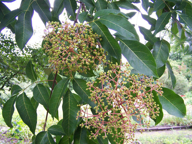 Tetradium daniellii : fruits immatures