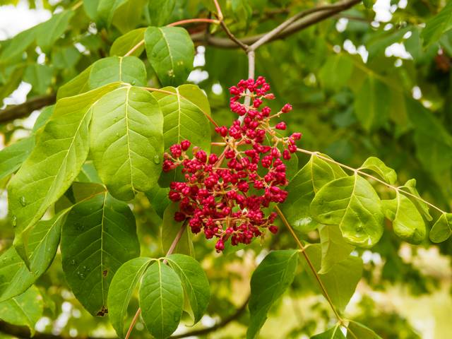 Tetradium (arbre à miel) : infructescence