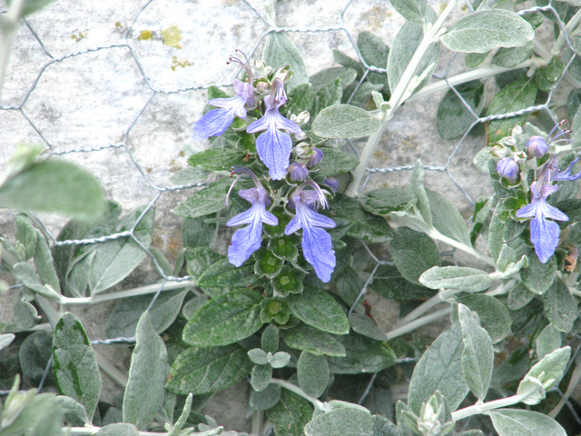 Teucrium fruticans 'Azureum' (germandrée)